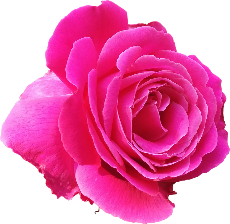 Pink Rose Png Image Transparent Png Arts