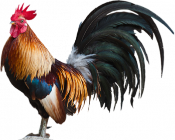 Direct Download Rooster Download Png Image Png Arts