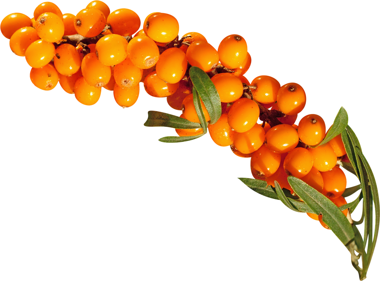 Imagem de download do mar Buckthorn PNG