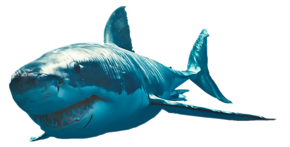 Imagen de descarga de shark PNG