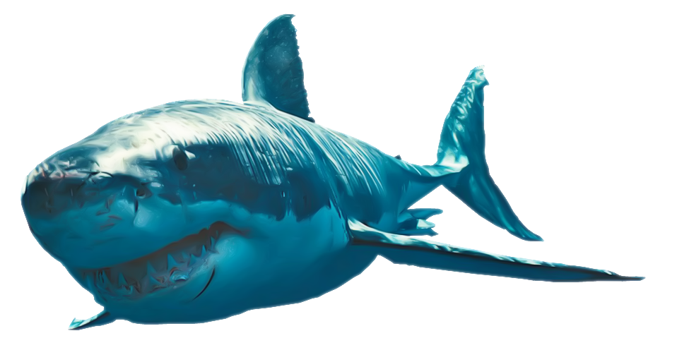 Shark PNG Download Image