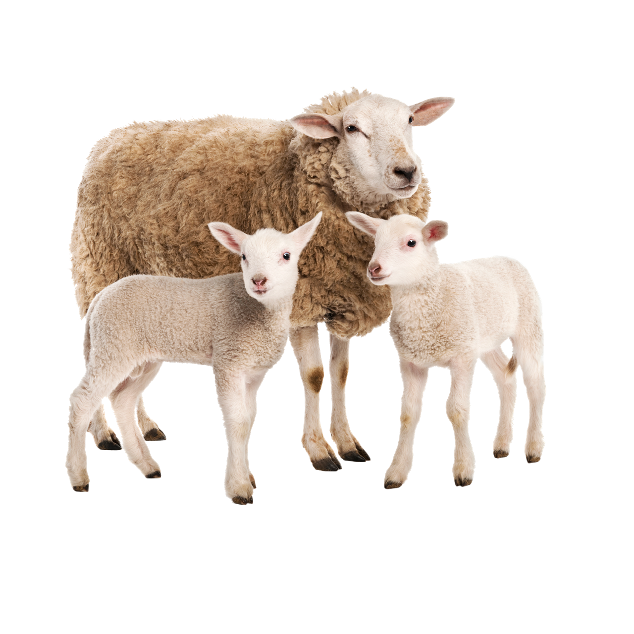 Sheep PNG Download Image