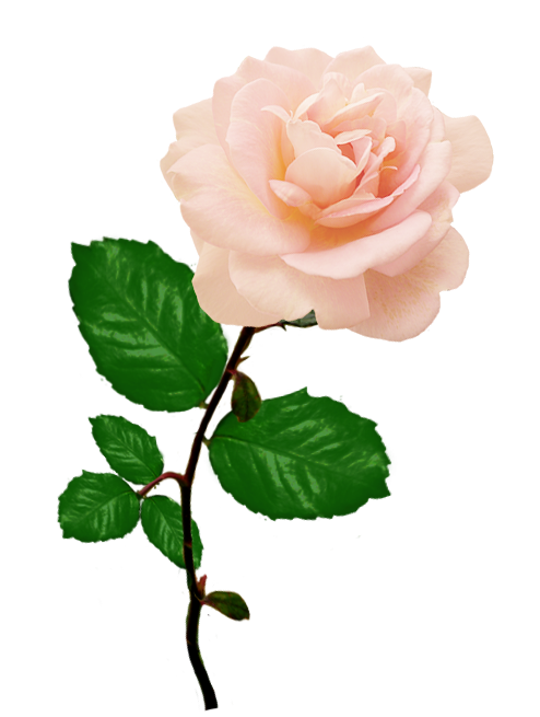 Single Rose PNG Picture