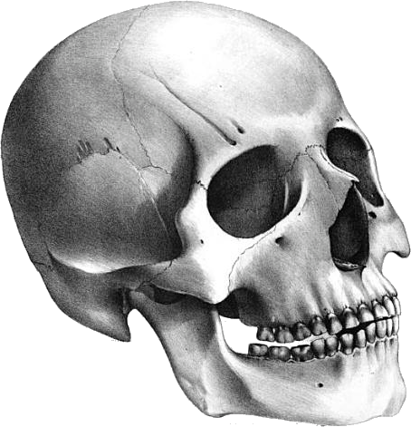 Skeleton Head PNG Imahe Background