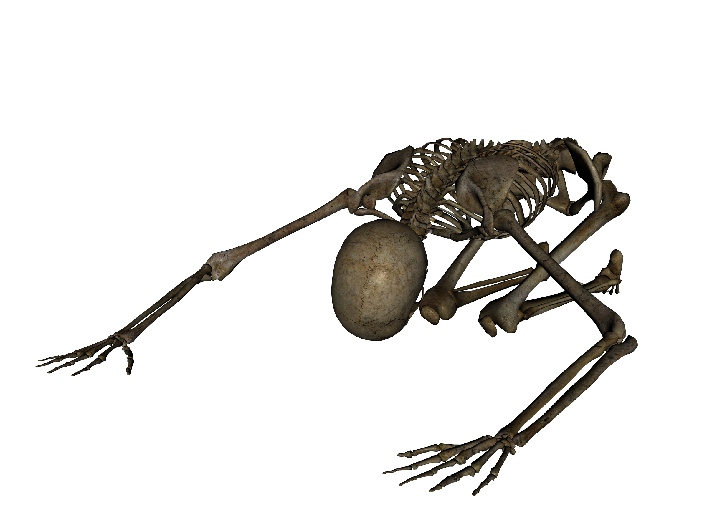 Skeleton PNG ดาวน์โหลดรูปภาพ