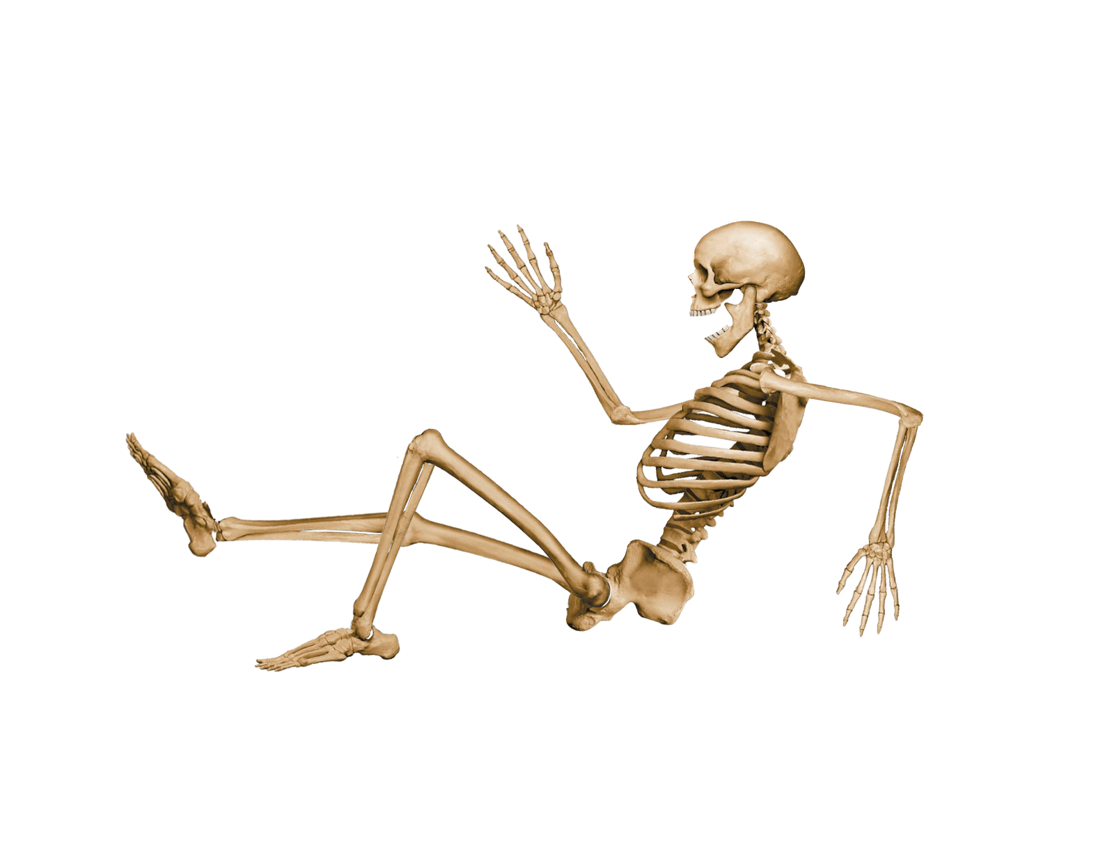 Skeleton Transparent Images