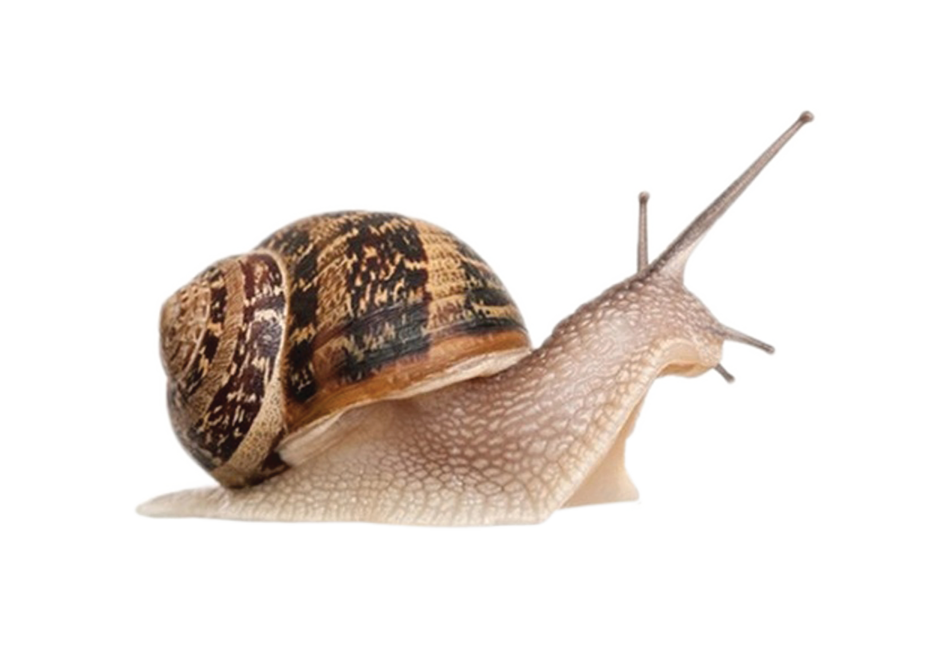 Snail Transparent Image