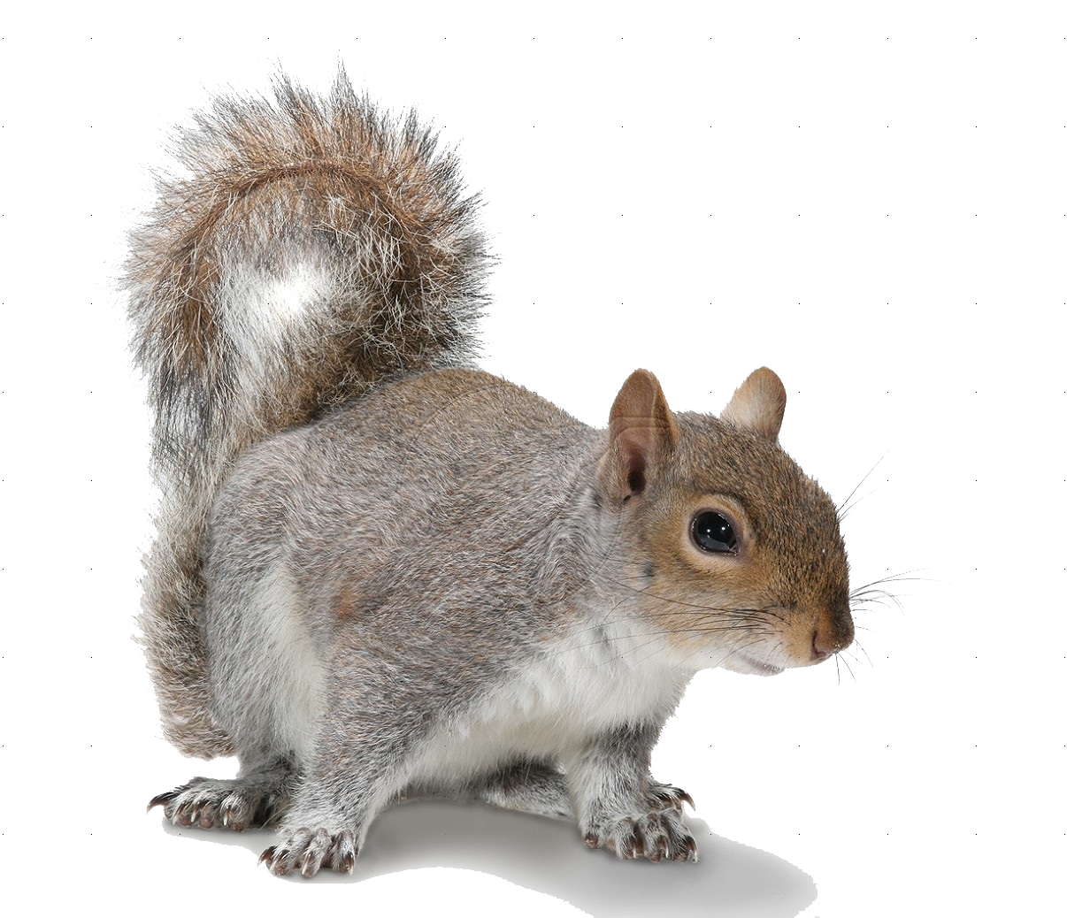 Squirrel PNG-Afbeelding Transparante achtergrond