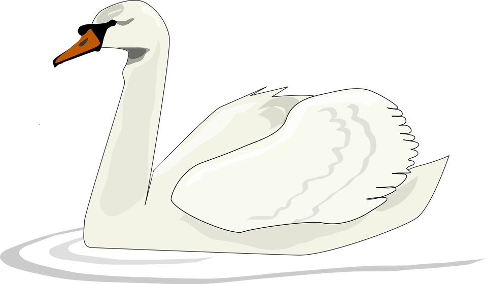 Swan Unduh Gambar PNG Transparan