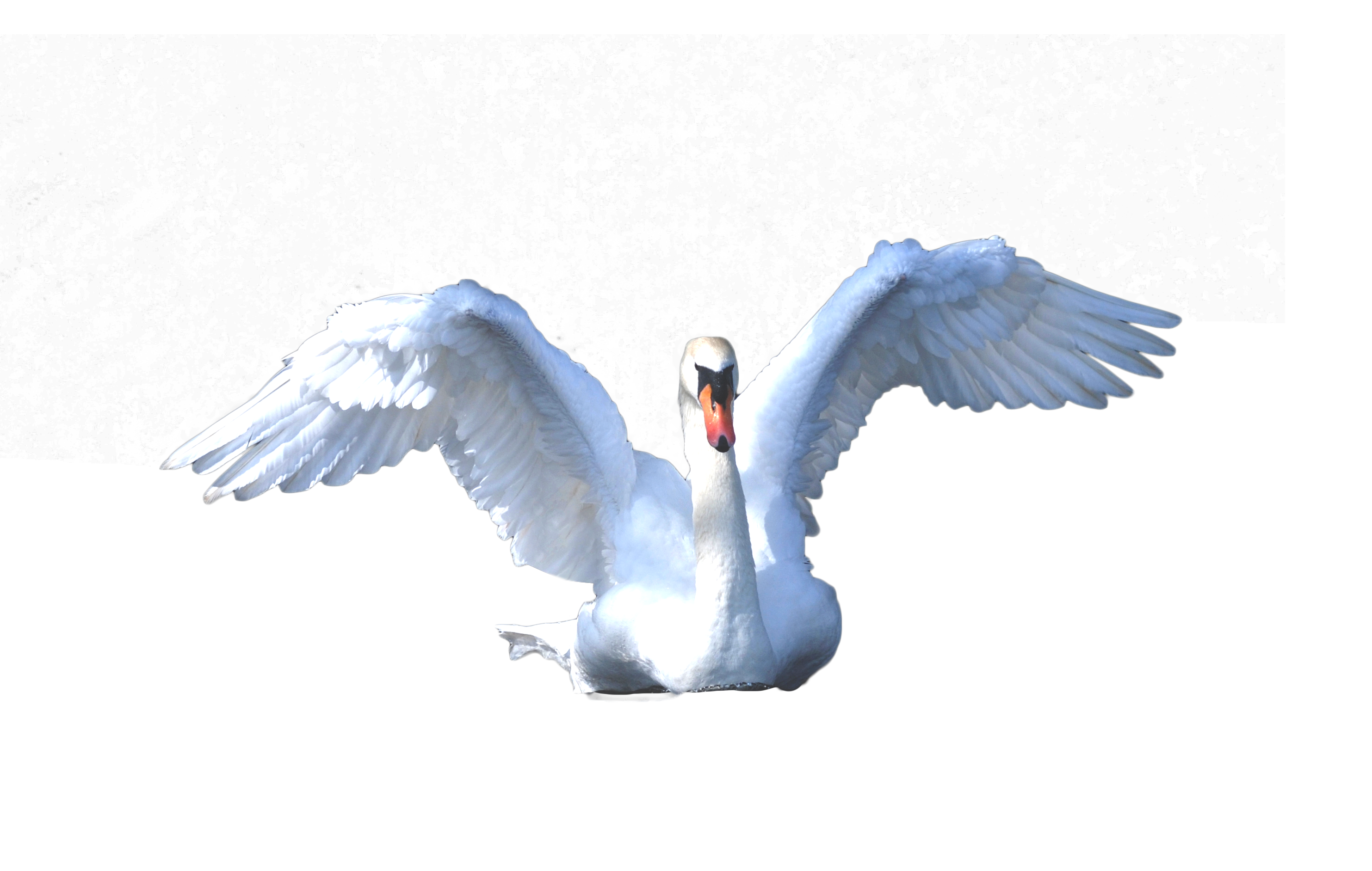 Gambar PNG Gratis Swan
