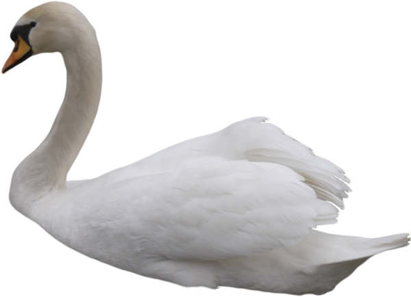 Swan PNG latar belakang Gambar
