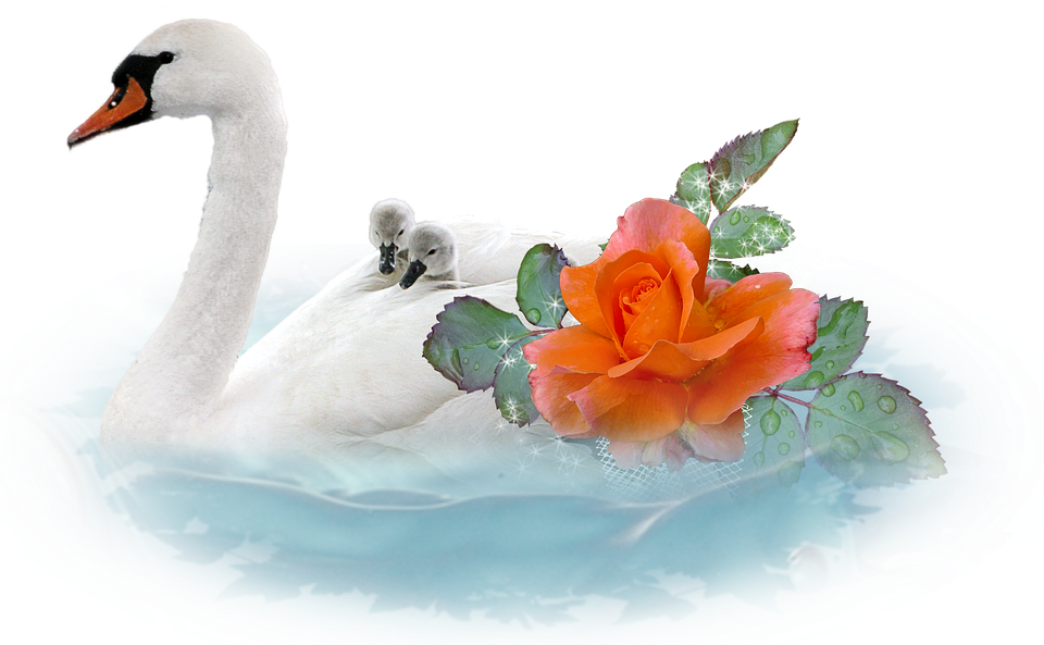 Swan PNG Gambar latar belakang Transparan