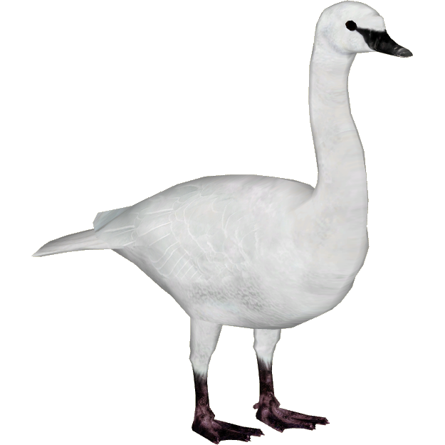Swan PNG-Bild transparent