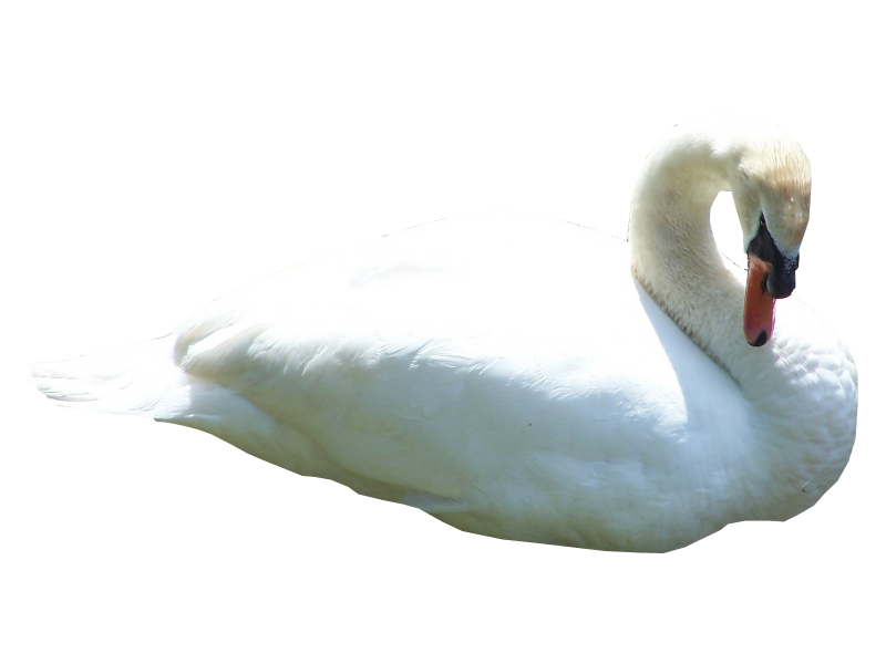Swan transparenter Hintergrund PNG