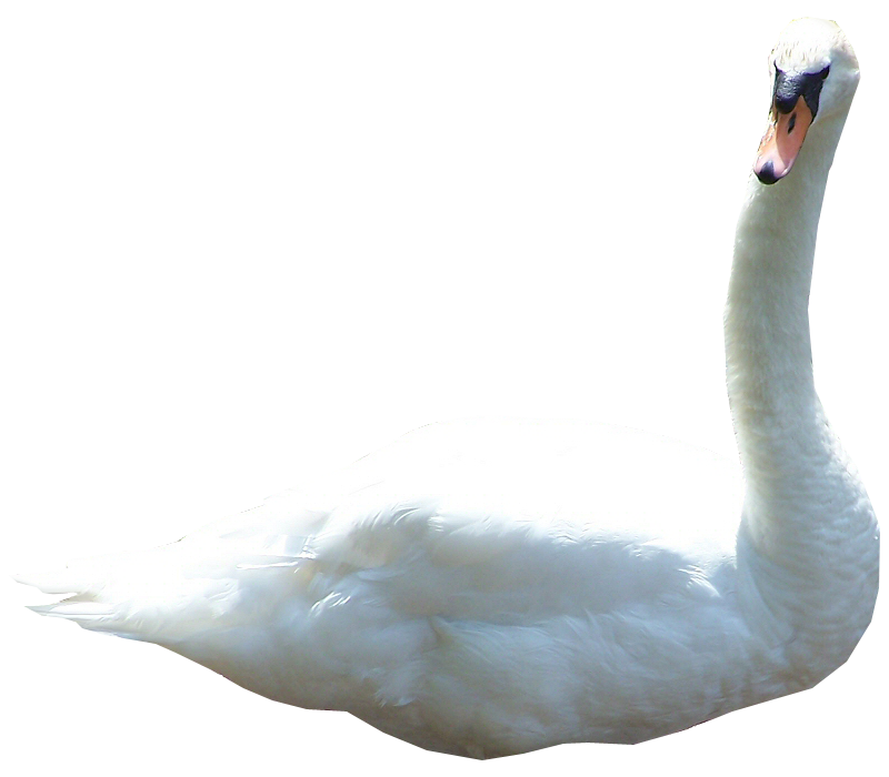 Swan Transparan Gambar
