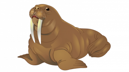 Walrus PNG High-Quality Image | PNG Arts