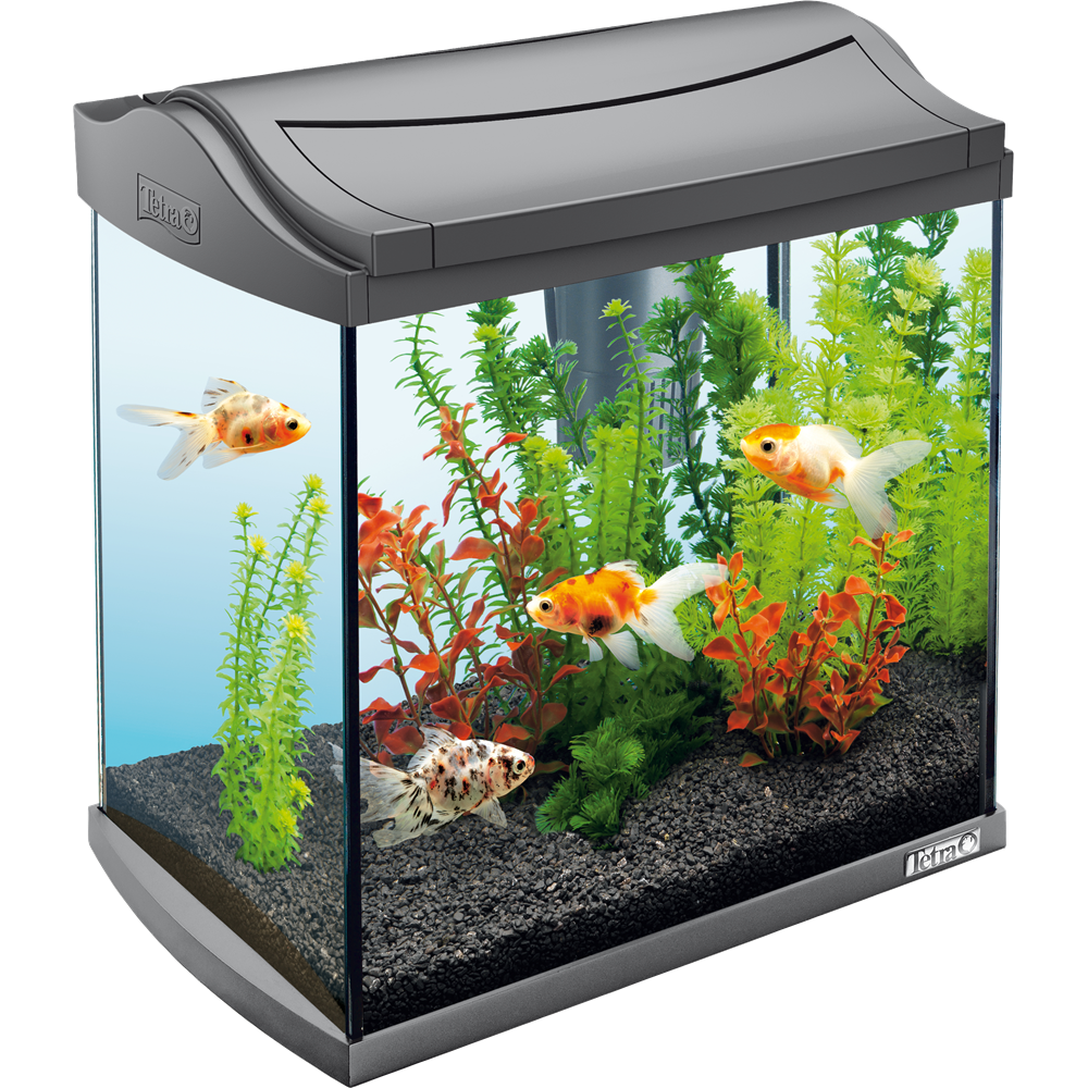 Aquarium PNG Hochwertiges Bild