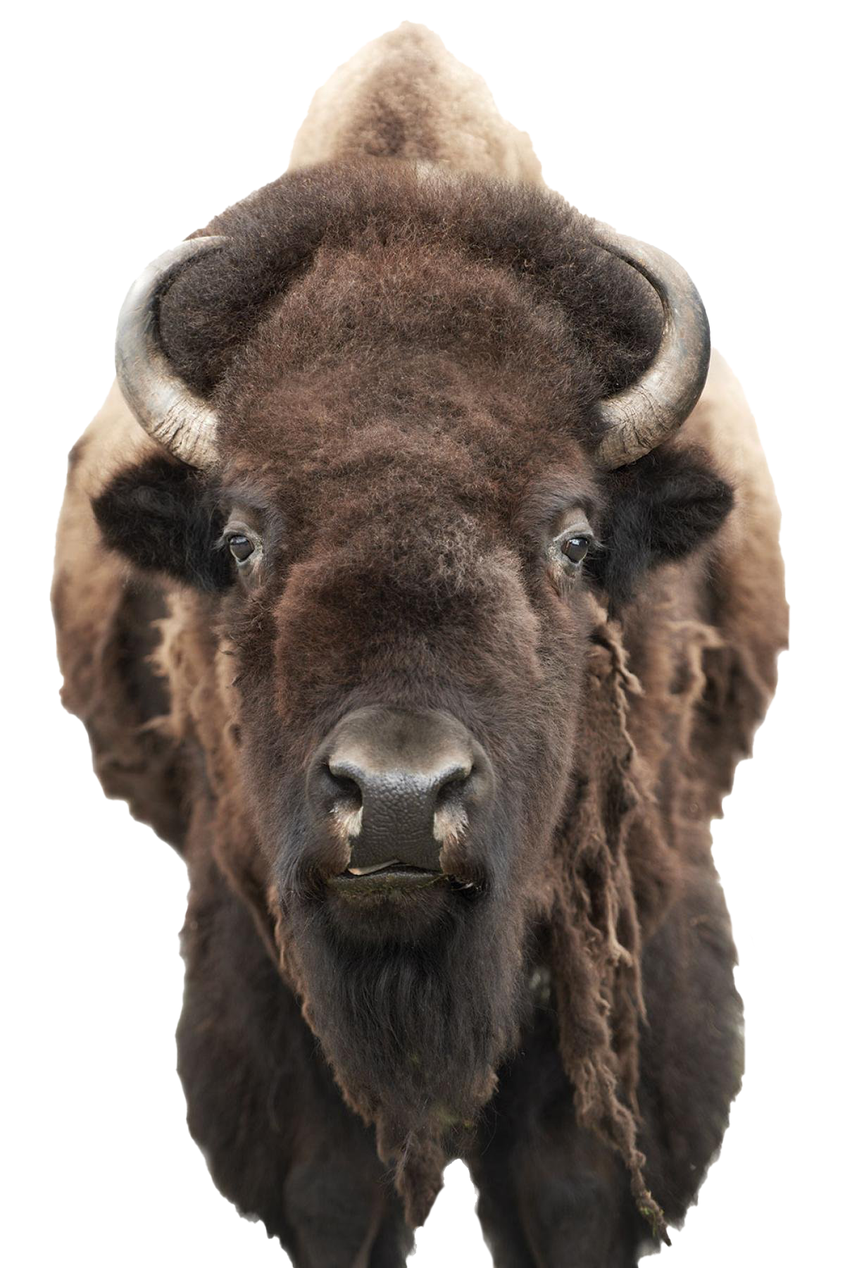 Pic Bison PNG