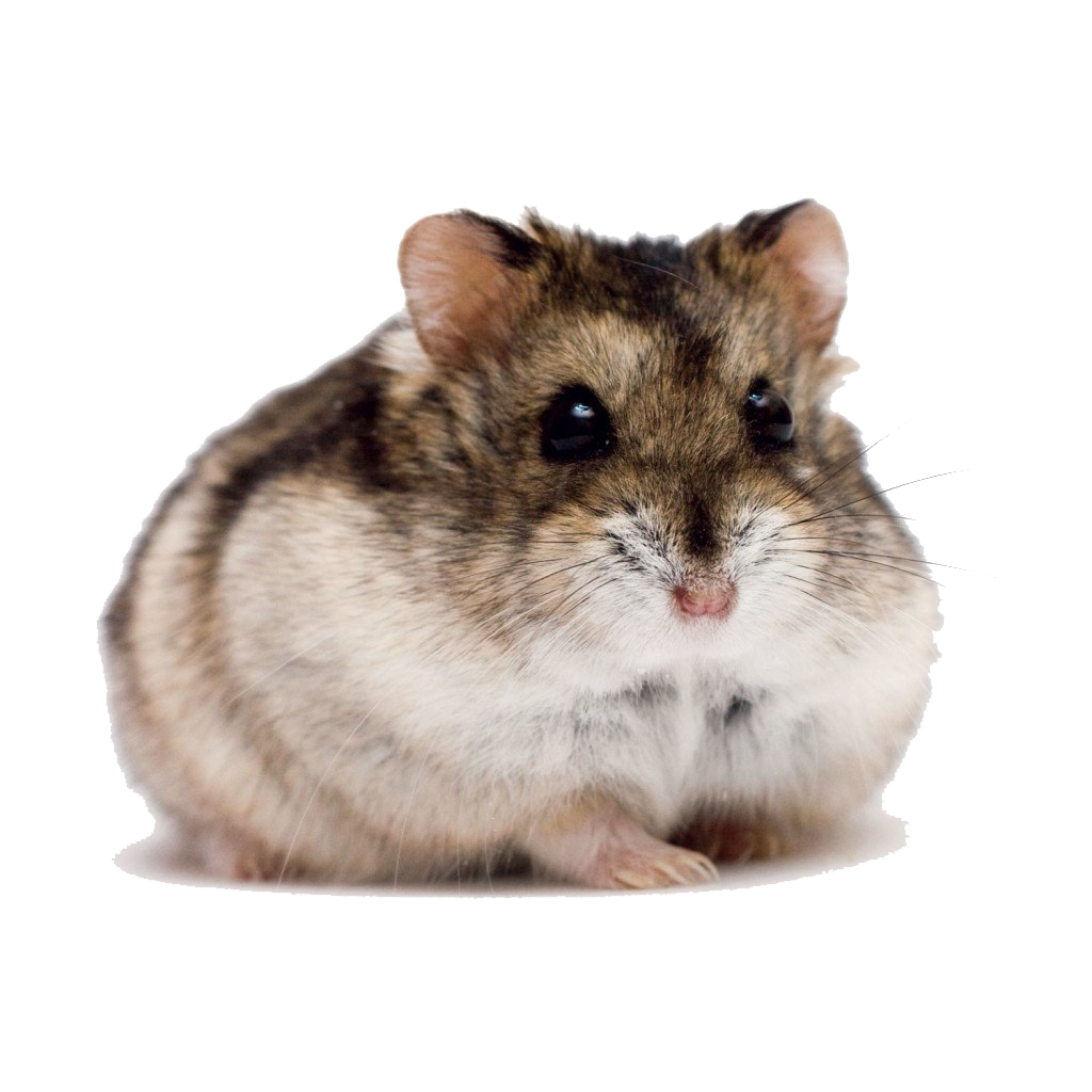 Cute Hamster PNG High-Quality Image