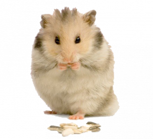 Hamster PNG Transparent Images, Pictures, Photos | PNG Arts