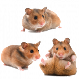 Hamster PNG Transparent Images, Pictures, Photos | PNG Arts