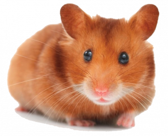 Hamster PNG Transparent Images, Pictures, Photos | PNG Arts