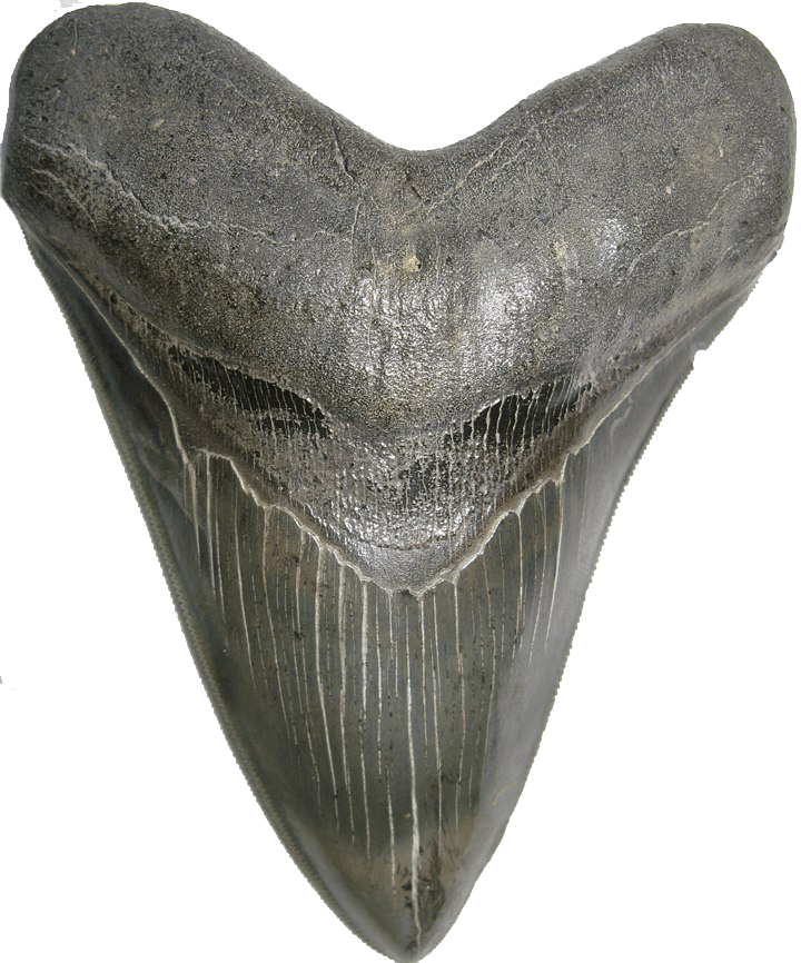 Imagem de alta qualidade dentes de tubarão PNG