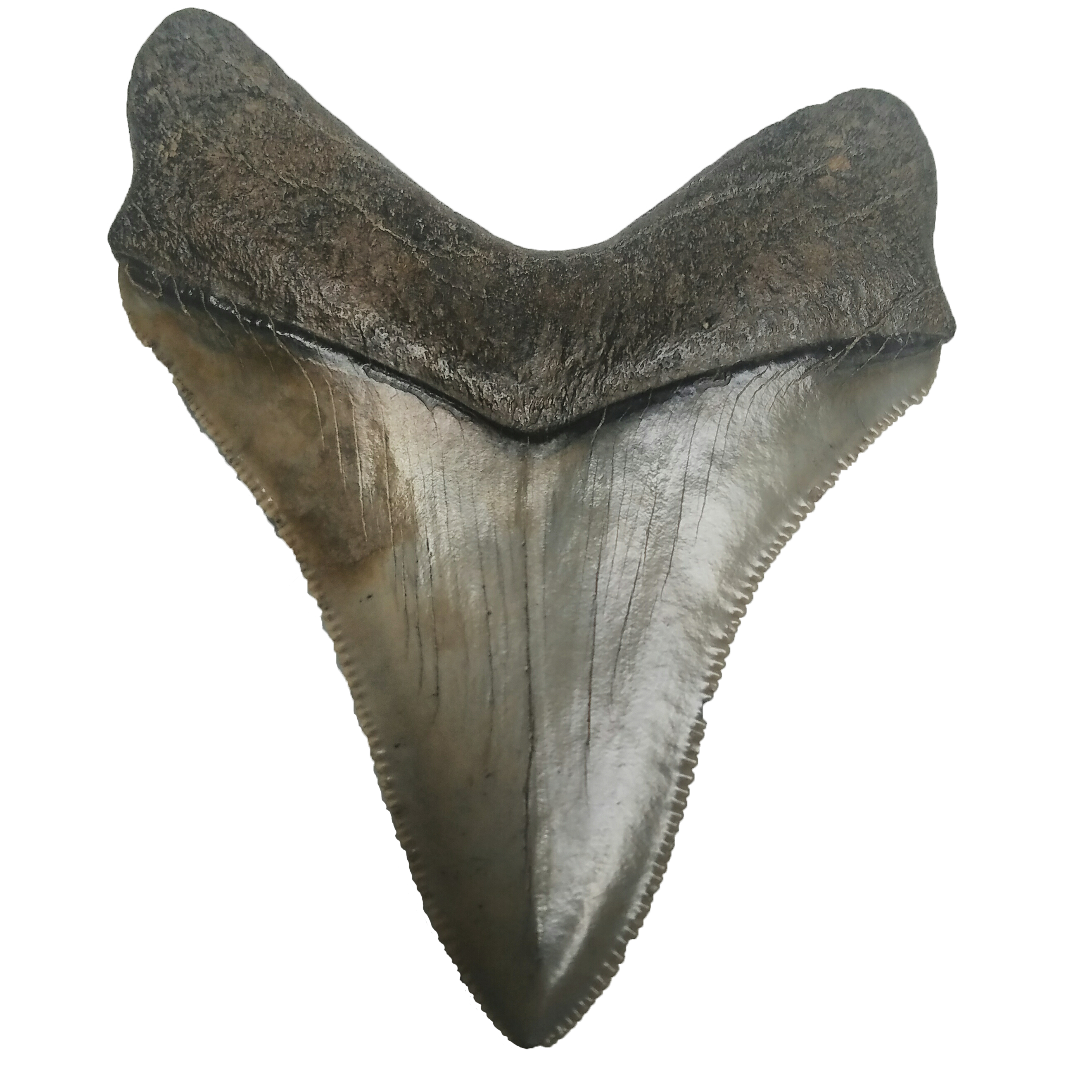 Foto de PNG de dentes de tubarão