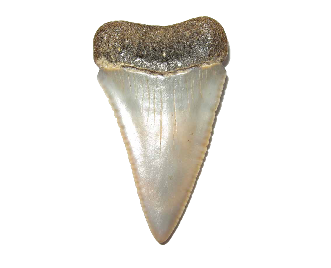Imagem transparente de dentes de tubarão