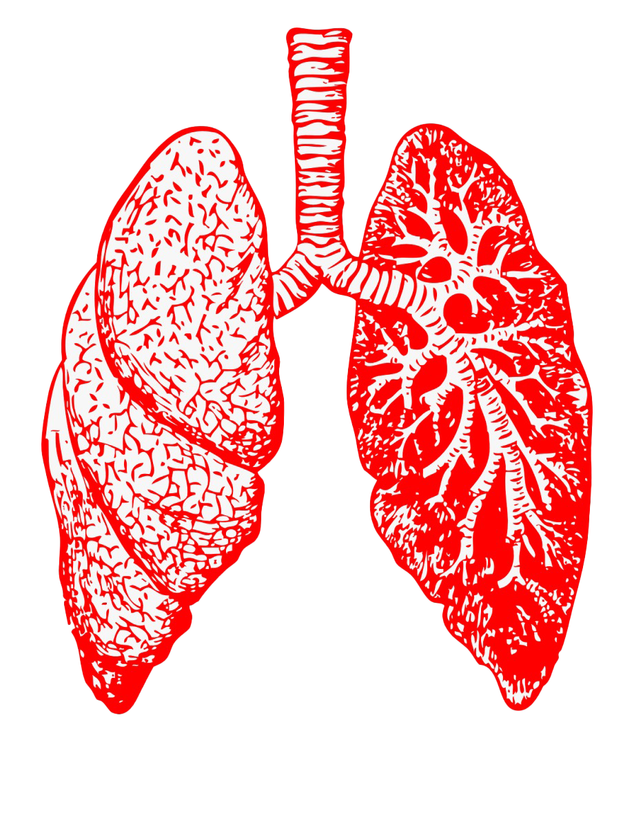Animated Lungs Png Pic Png Arts