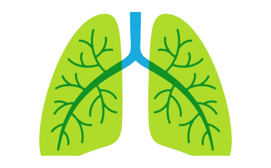Animated Lungs PNG Transparent Image