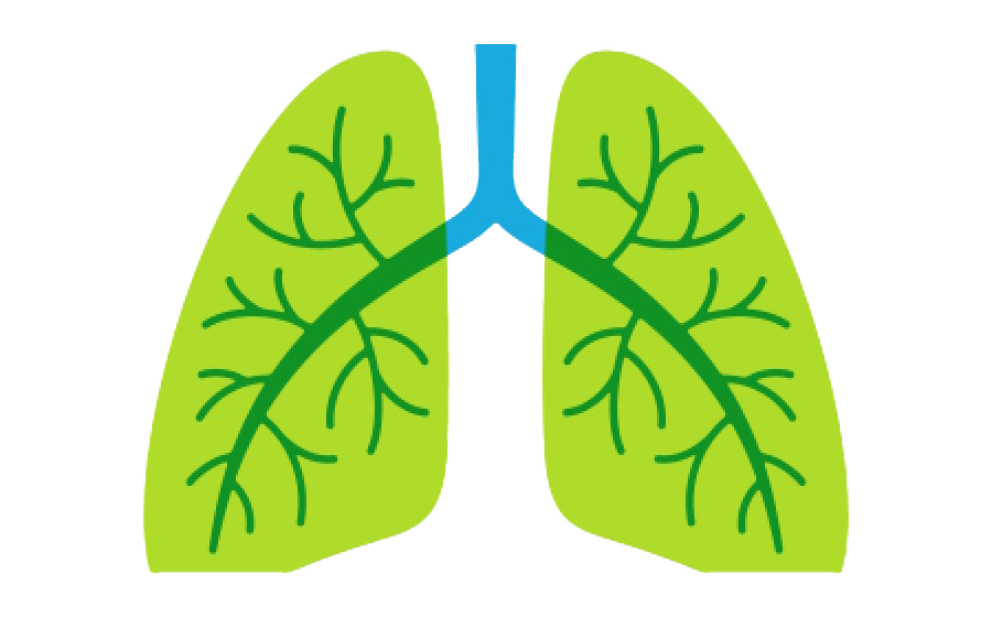 Pulmones animados PNG imagen Transparente