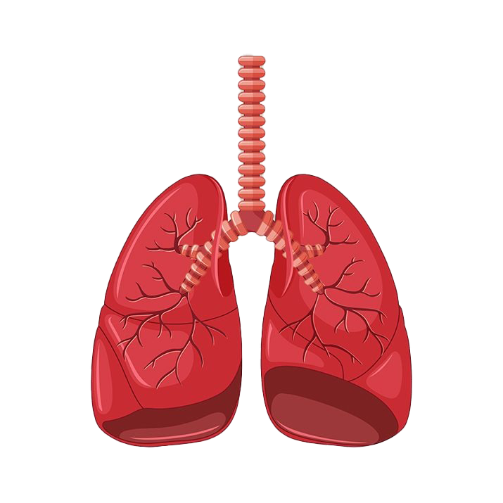 Animated Lungs Transparent Image