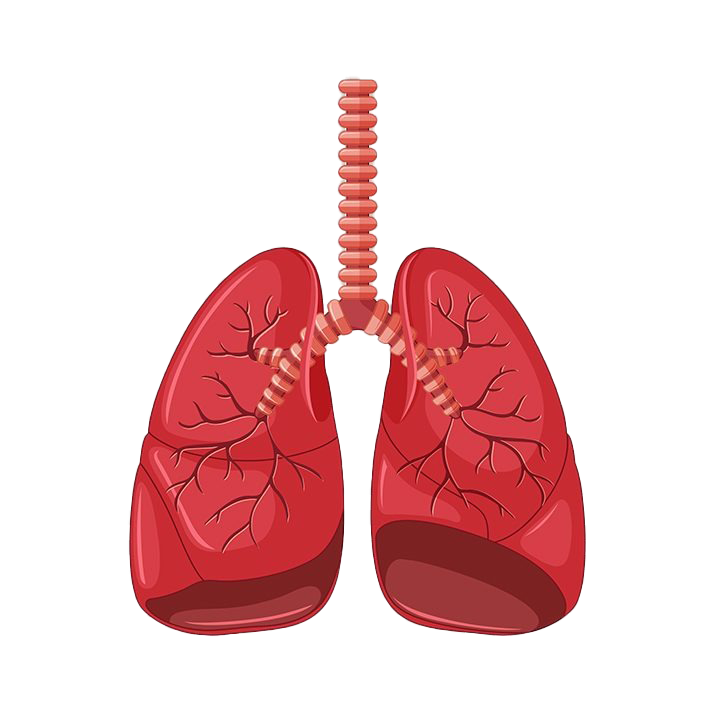 Pulmones animados imagen Transparente