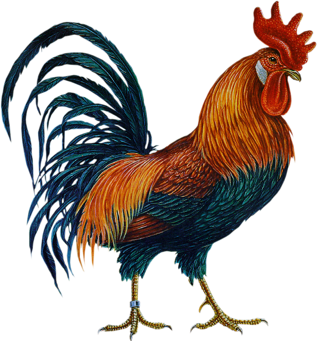 Cock Free PNG-Afbeelding
