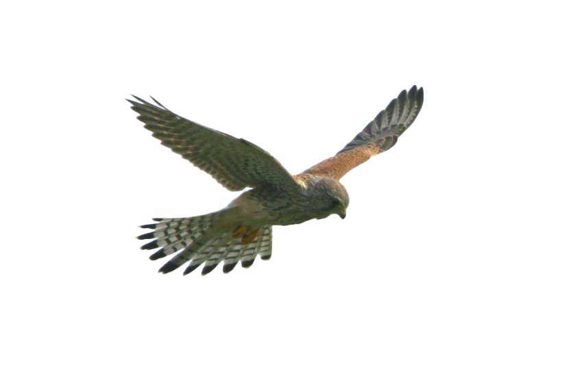 Lumilipad Falcon Transparent Background PNG