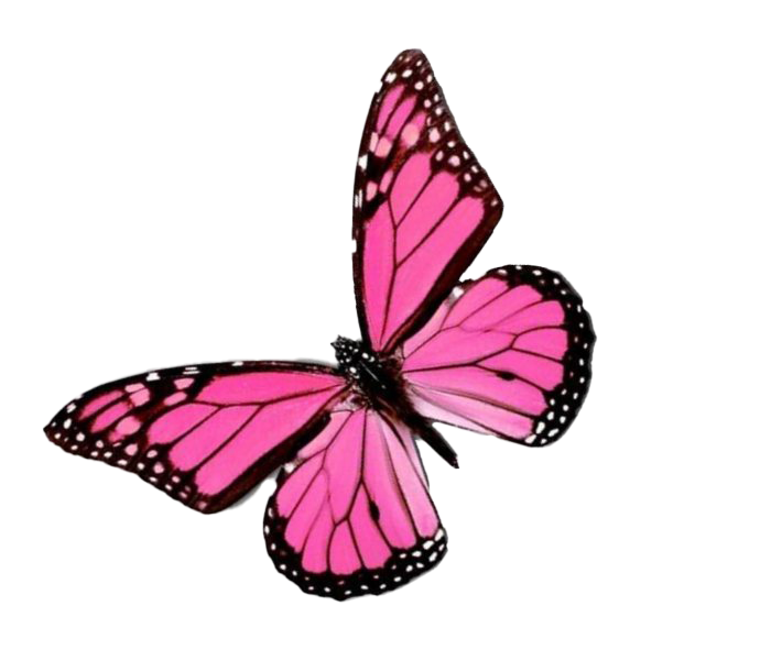 Fondo de imagen PNG de mariposa rosa volando