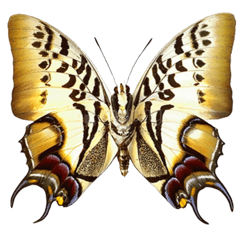 Volando la mariposa real PNG imagen de alta calidad