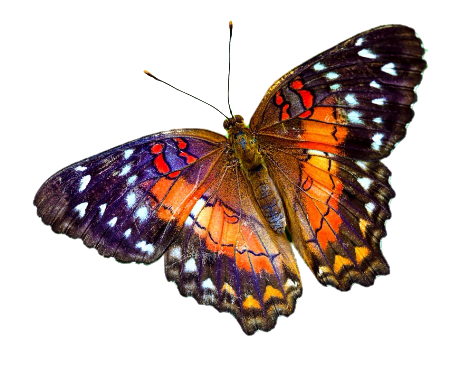 Flying Real Butterfly Transparent Image | PNG Arts
