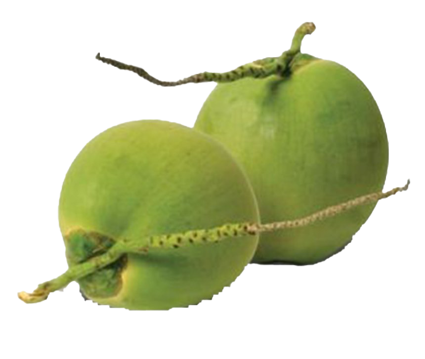 Imagem de alta qualidade de coco verde PNG