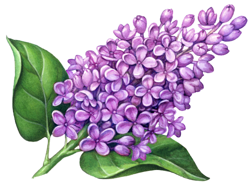 Fondo de imagen de flor de lila PNG | PNG Arts