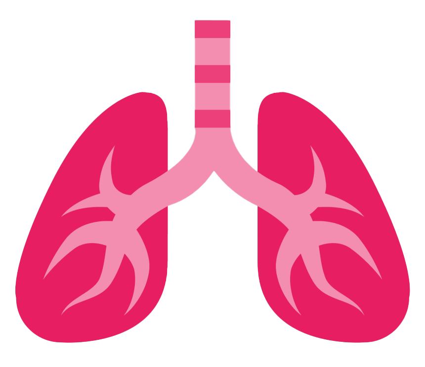 Lungs PNG Photo