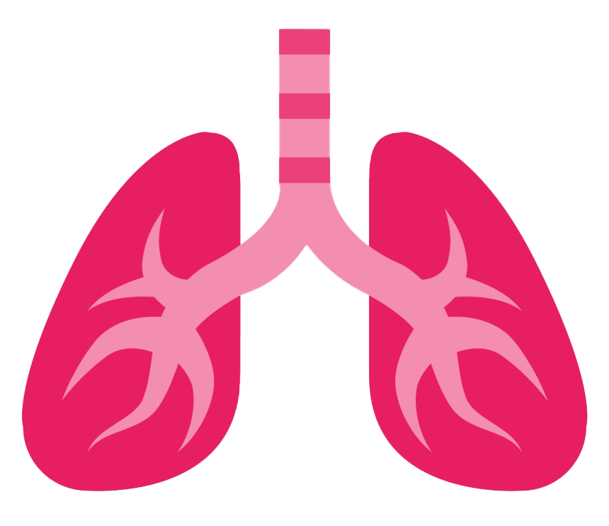 Pulmones PNG photo