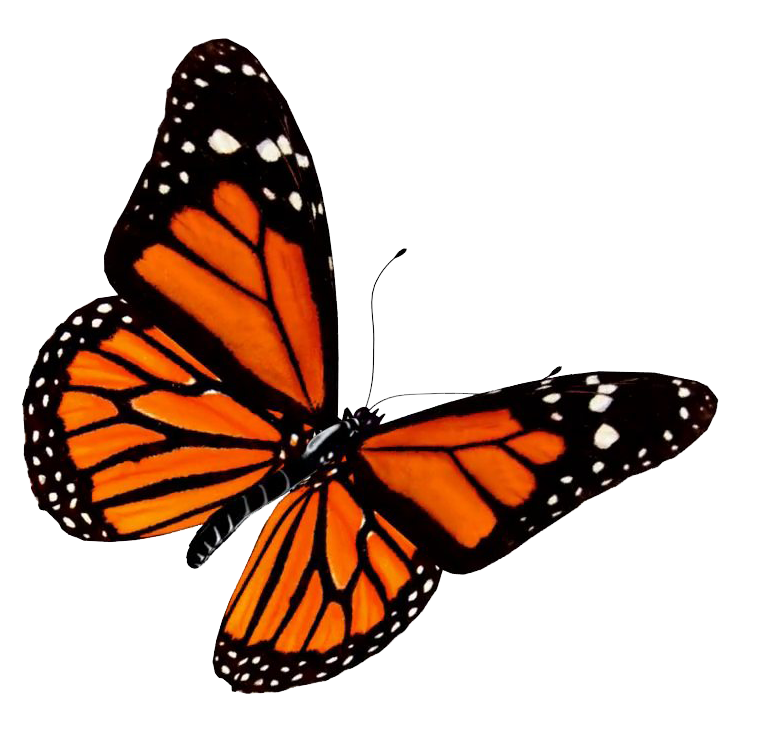 Fondo de imagen de PNG de mariposa animada naranja