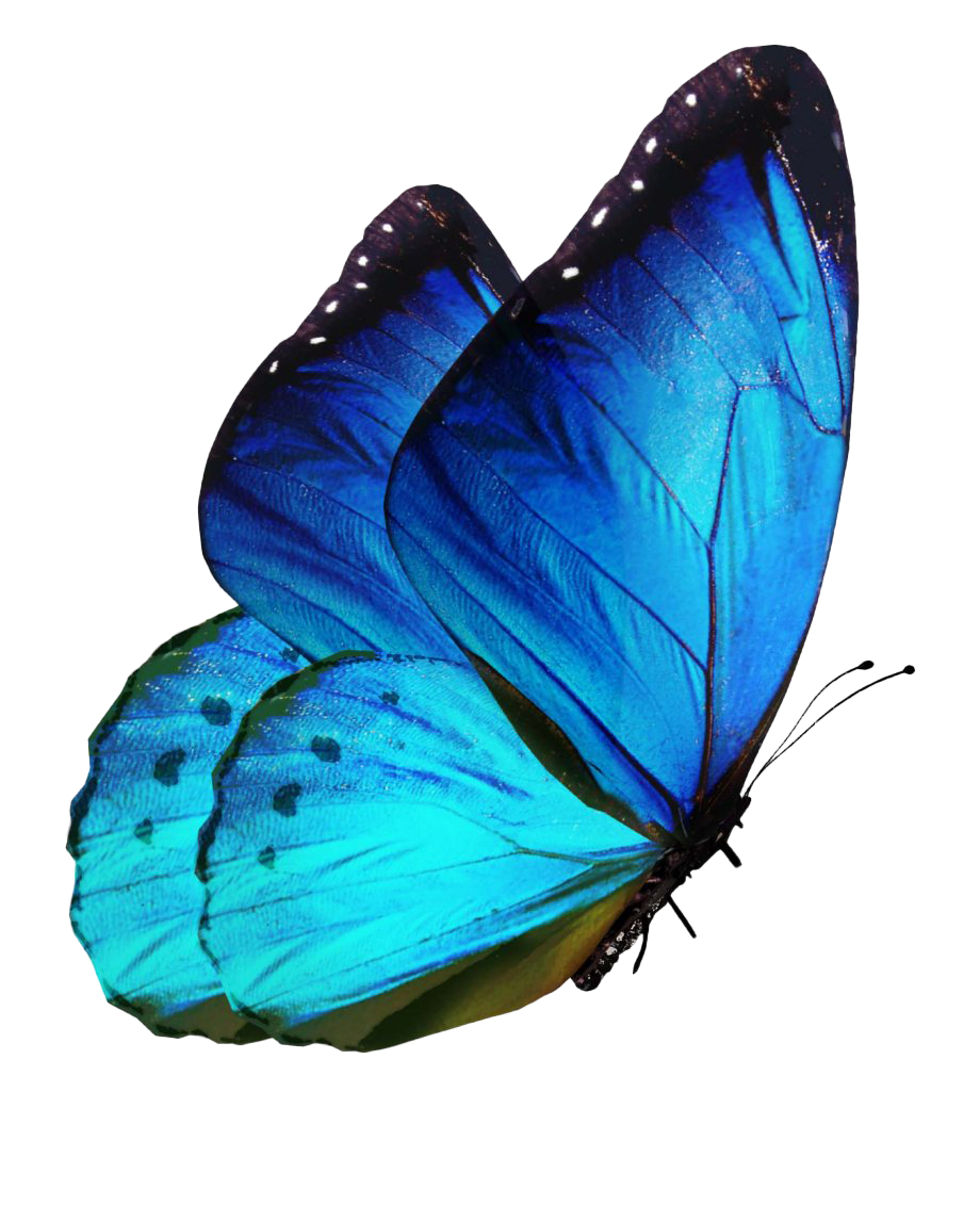 Сложенные крылья бабочки. Бабочка Морфо Менелай. Бабочка Блю Морфо. Бабочка Блю Морфо Баттерфляй. Бабочки на белом фоне.