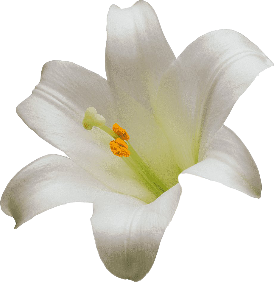 Белый лилий PNG фото