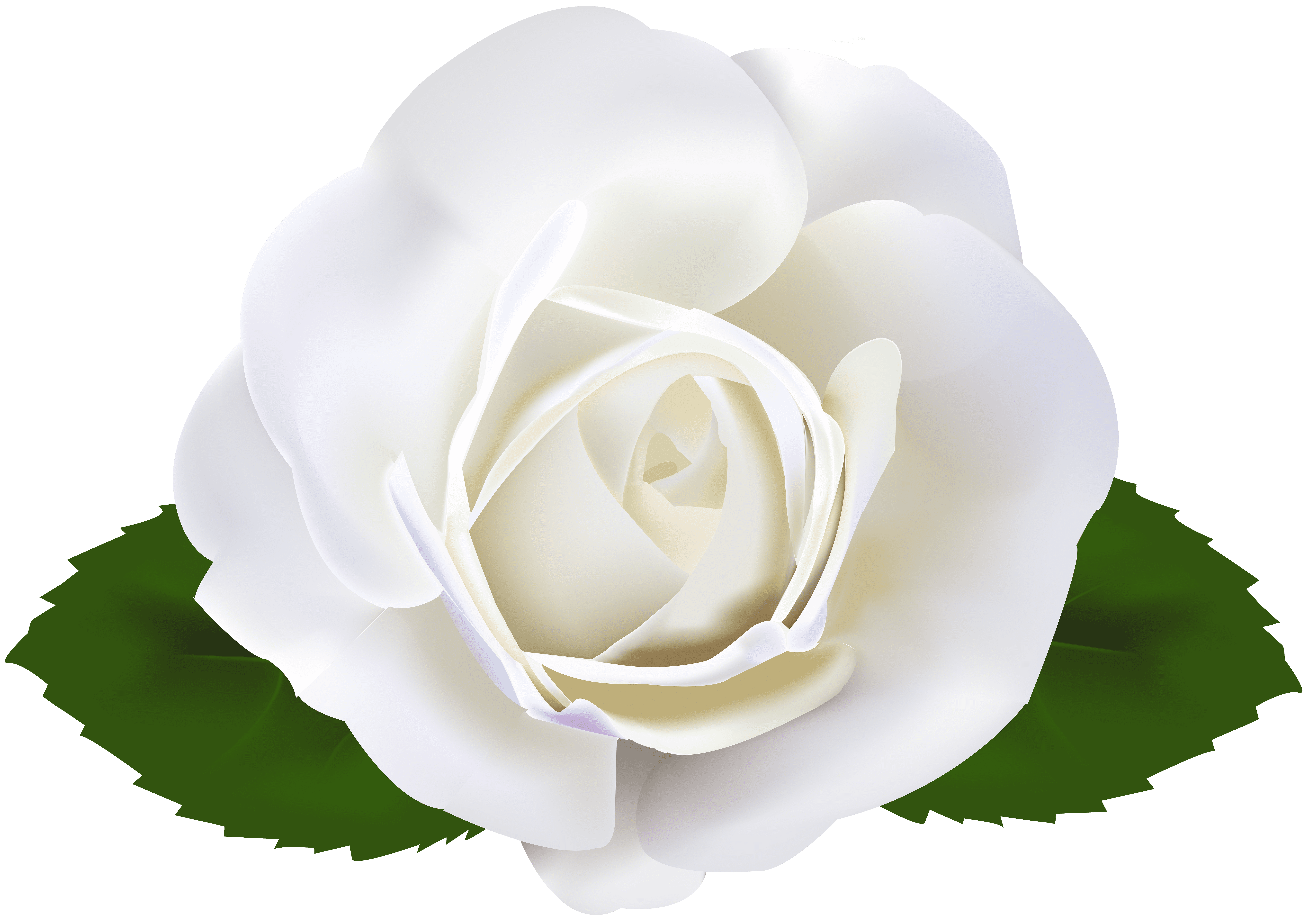 Esthetische witte roos PNG Download Afbeelding