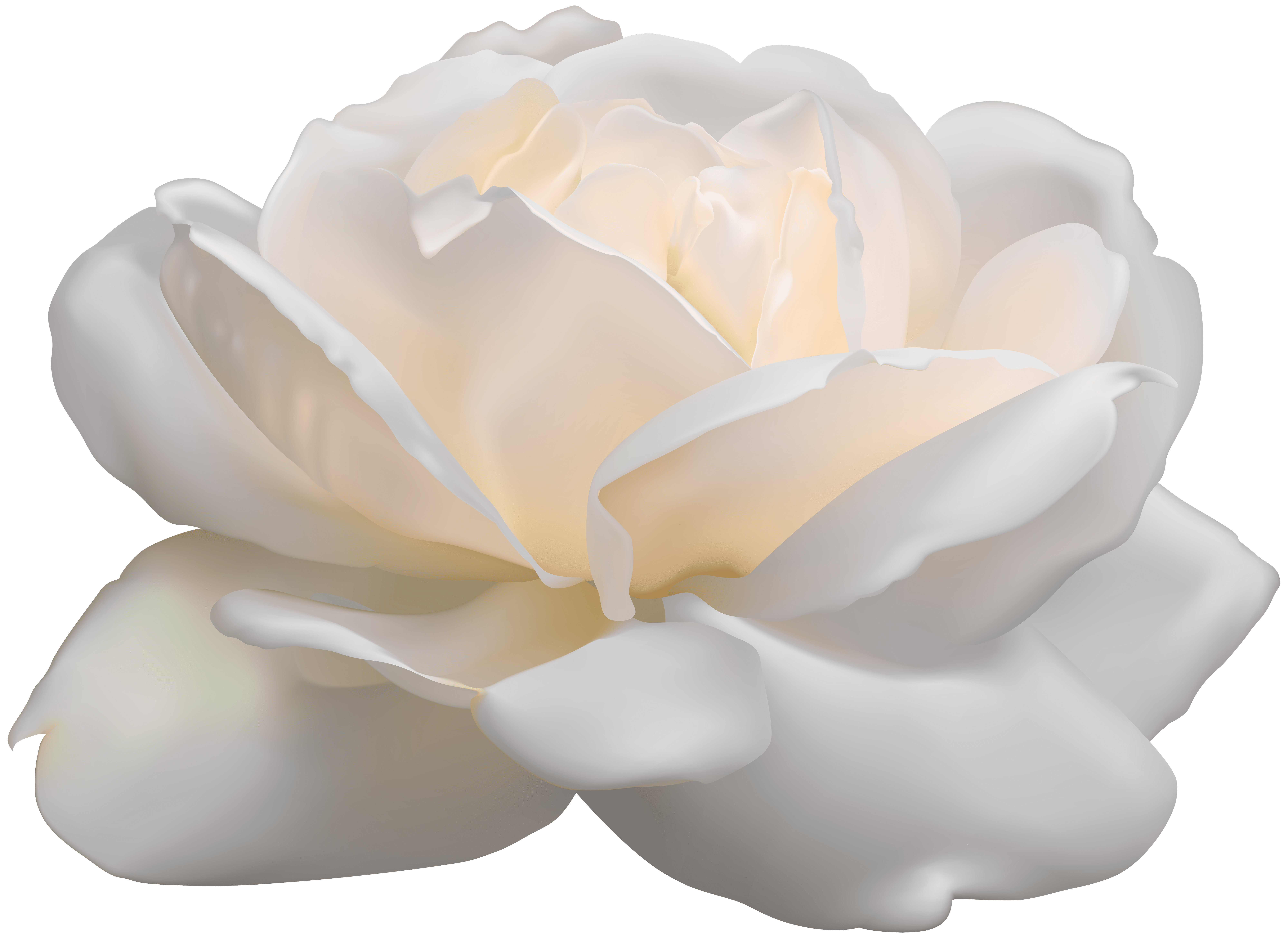 Esthetische witte roos PNG hoogwaardige Afbeelding