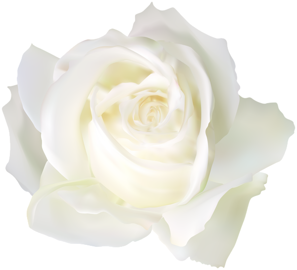 Aesthetic White Rose PNG Image Background
