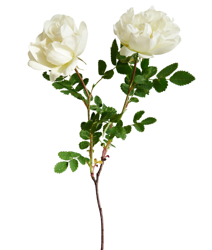 Esthetische witte roos PNG-Afbeelding